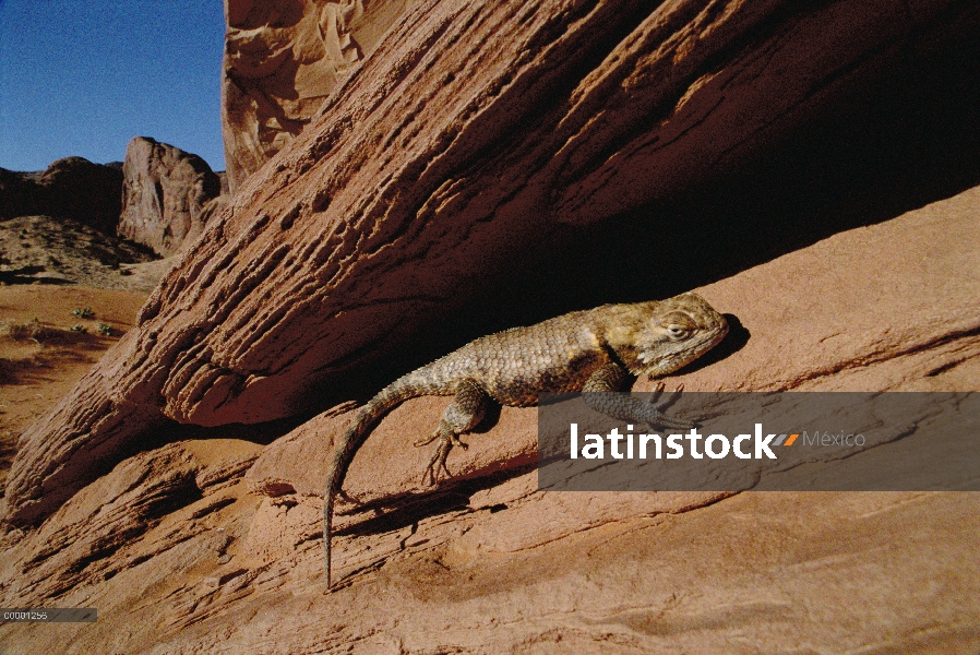 Lagarto espinoso (Sceloporus magister) sol en Arizona de la roca, monumento nacional monumento Valle