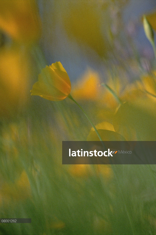 Campo de amapola de oro mexicana (Eschscholzia glyptosperma), órgano de la pipa Cactus monumento nac