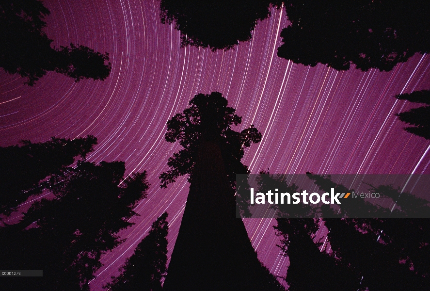 Secuoya gigante (Sequoiadendron giganteum) y senderos de estrellas en Parque Nacional Cañón, Califor