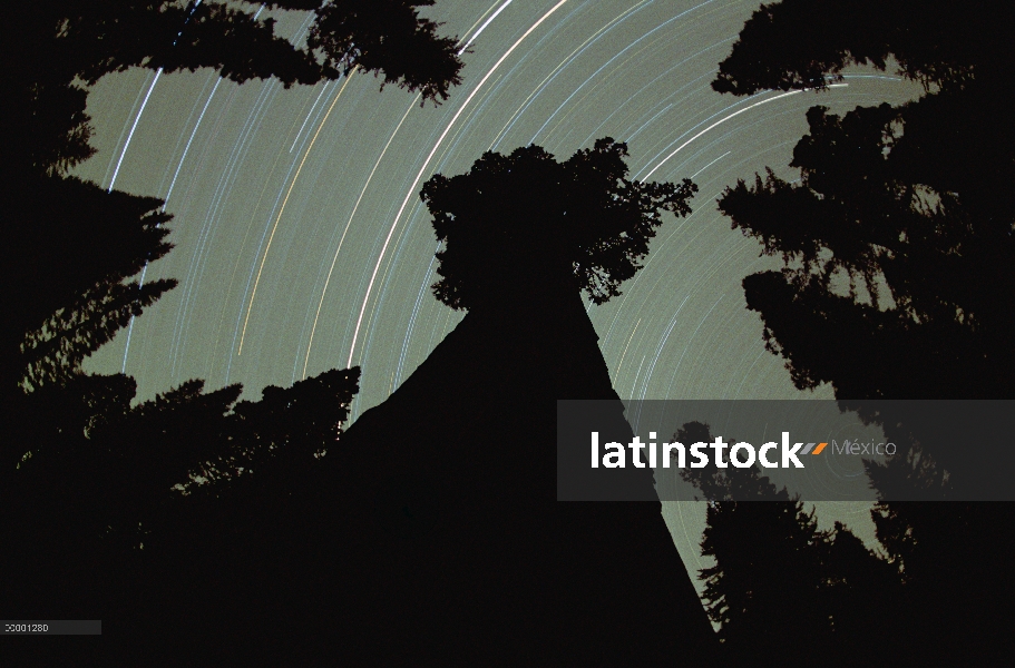 Secuoya gigante (Sequoiadendron giganteum) y senderos de estrellas en Parque Nacional Cañón, Califor