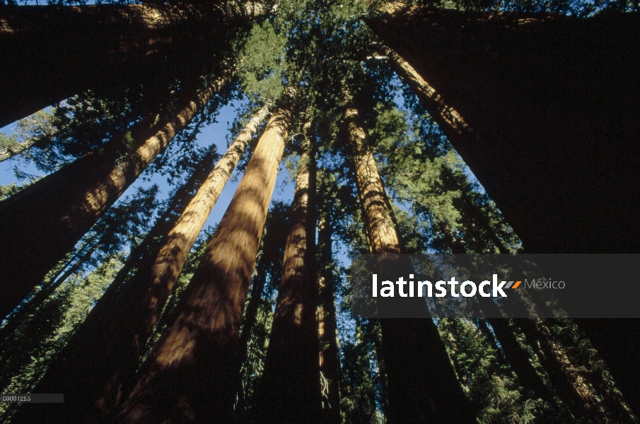 Bosque de la secuoya gigante (Sequoiadendron giganteum), Parque Nacional Cañón, California del rey