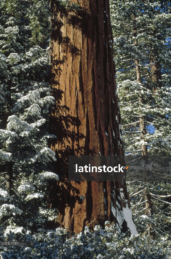 Tronco de Secuoya gigante (Sequoiadendron giganteum), Parque Nacional Cañón, California del rey