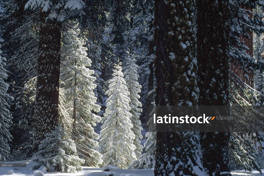 Bosque de la secuoya gigante (Sequoiadendron giganteum) en invierno, Parque Nacional Cañón, Californ