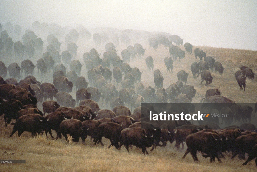 Bisonte americano (Bison bison) de la manada en estampida, Dakota del sur