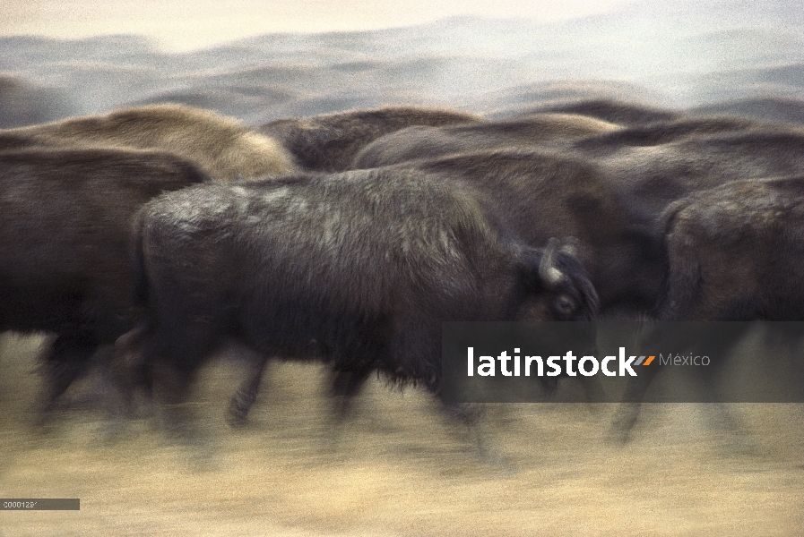 Bisonte americano (Bison bison) de la manada en estampida, Dakota del sur