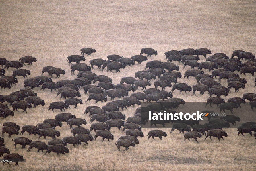 Manada de bisonte americano (Bison bison), moviéndose a través de la pradera, Parque Nacional Cueva