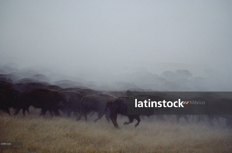 Bisonte americano (Bison bison) de la manada en estampida, Dakota del sur