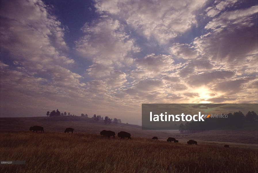 Bisonte americano (bisonte del bisonte) manada pastando en la pradera, Parque Nacional Cueva del vie