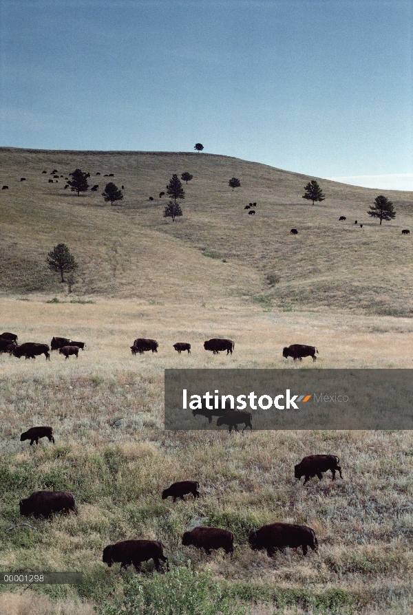 Bisonte americano (bisonte del bisonte) manada de pradera de hierba seca, salpicada de pinos Pondero