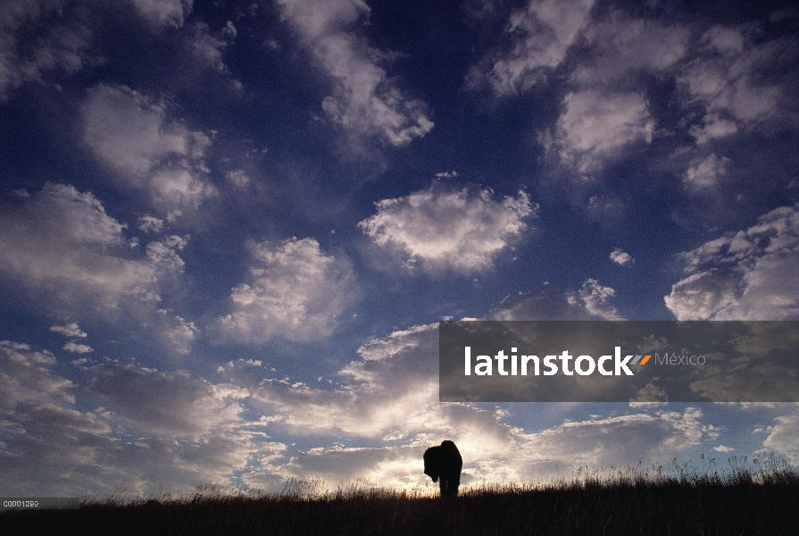 Bisonte americano (bisonte del bisonte) con cielo nublado, Dakota del sur