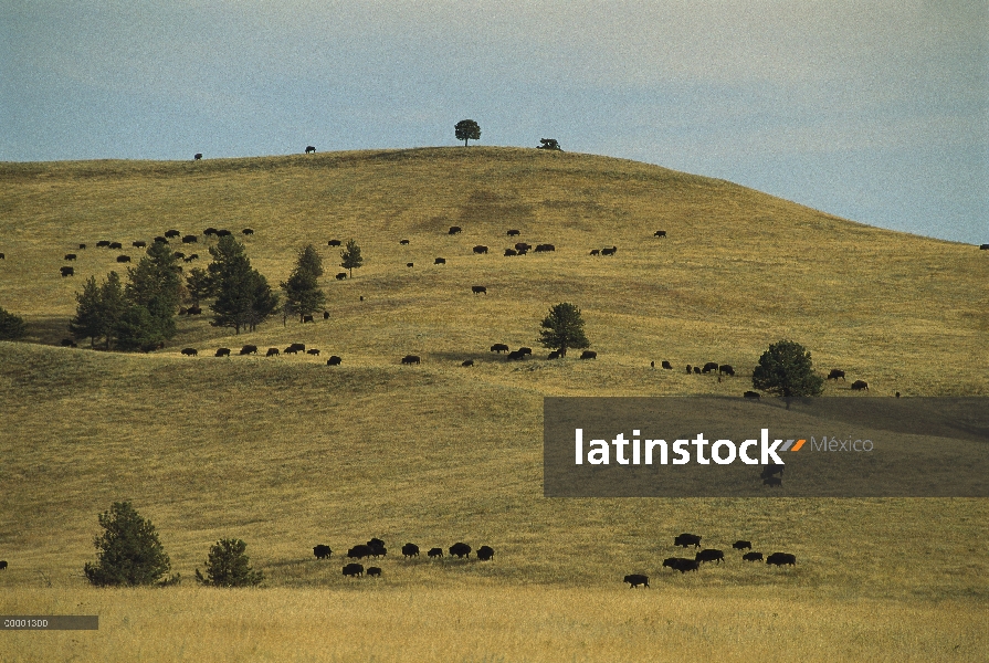 Bisonte americano (bisonte del bisonte) manada de pradera de hierba seca, salpicada de pinos Pondero