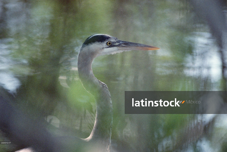 Garza de gran azul (Ardea herodias) vadeando a través del humedal, Sanibel Island, Florida