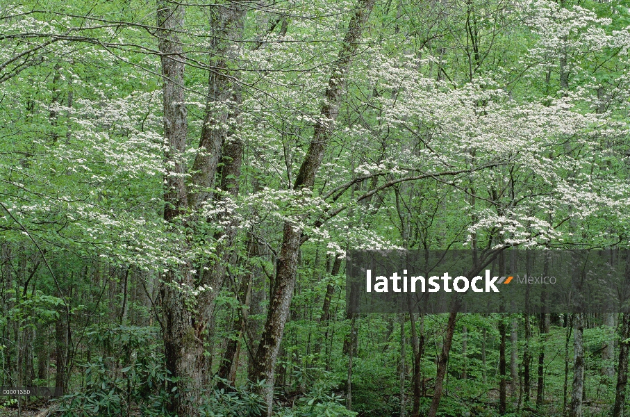 Floración de Cornejo (Cornus florida), Parque nacional Great Smoky, Carolina del norte