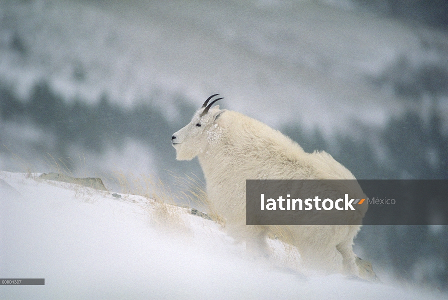 Cabra de la montaña (Oreamnos americanus) en tormenta de nieve, Parque Nacional del glaciar, Montana