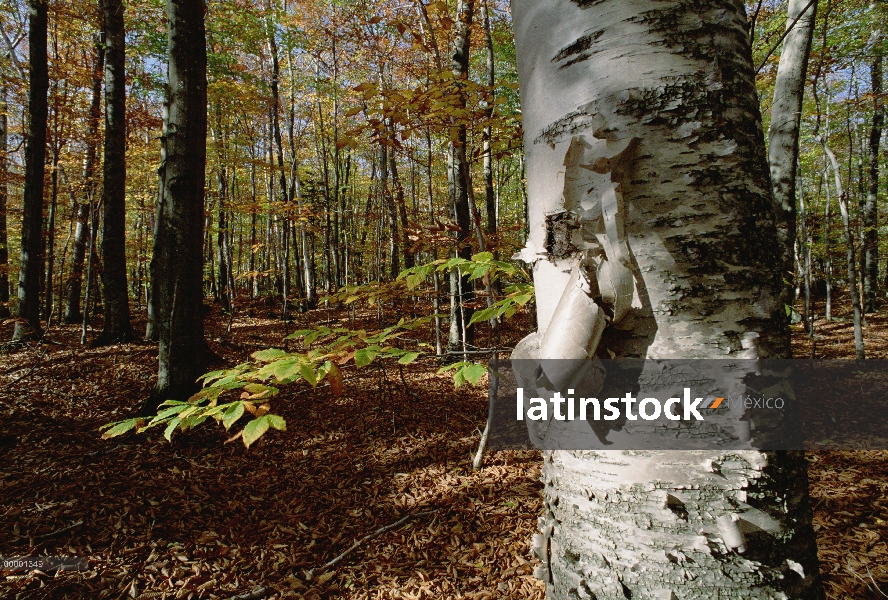 Papel de corteza de abedul (Betula papyrifera) peeling en bosque, White Mountains National Park, New