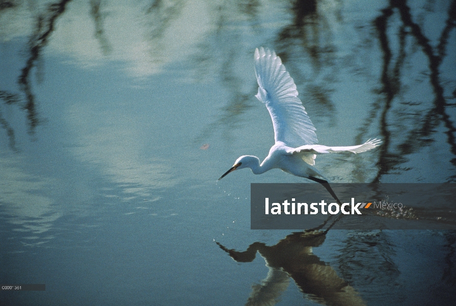 Garceta Blanca (Egretta thula) volando sobre el agua, Ding Darling National Wildlife Refuge, Florida