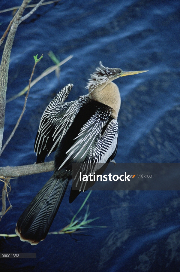 Perca americana (Anhinga anhinga) perchado en la rama sobre el agua, el Parque Nacional Everglades,