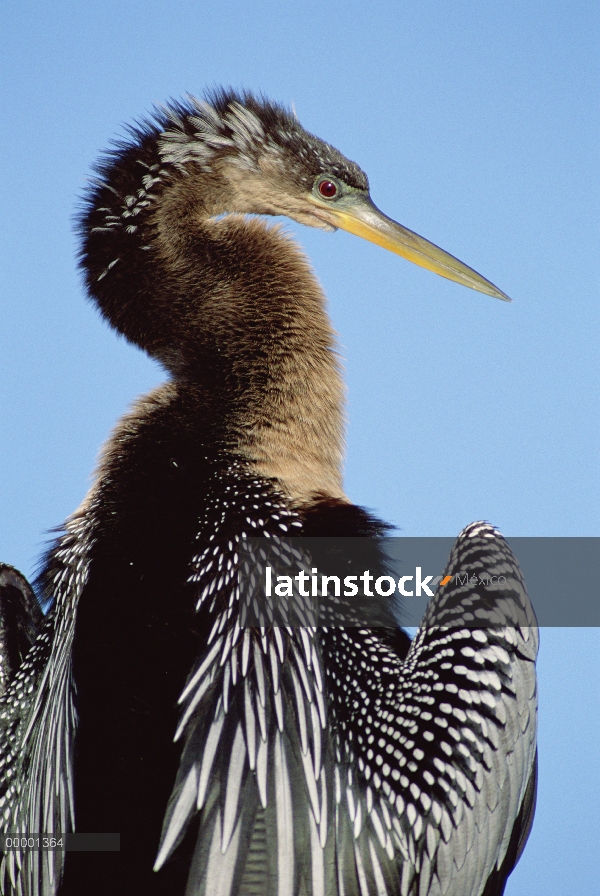 Retrato de la perca americana (Anhinga anhinga), el Parque Nacional Everglades, Florida