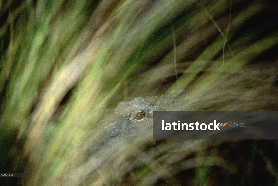 Aligátor Americano (Alligator mississippiensis) en la superficie del agua, Parque Nacional Everglade