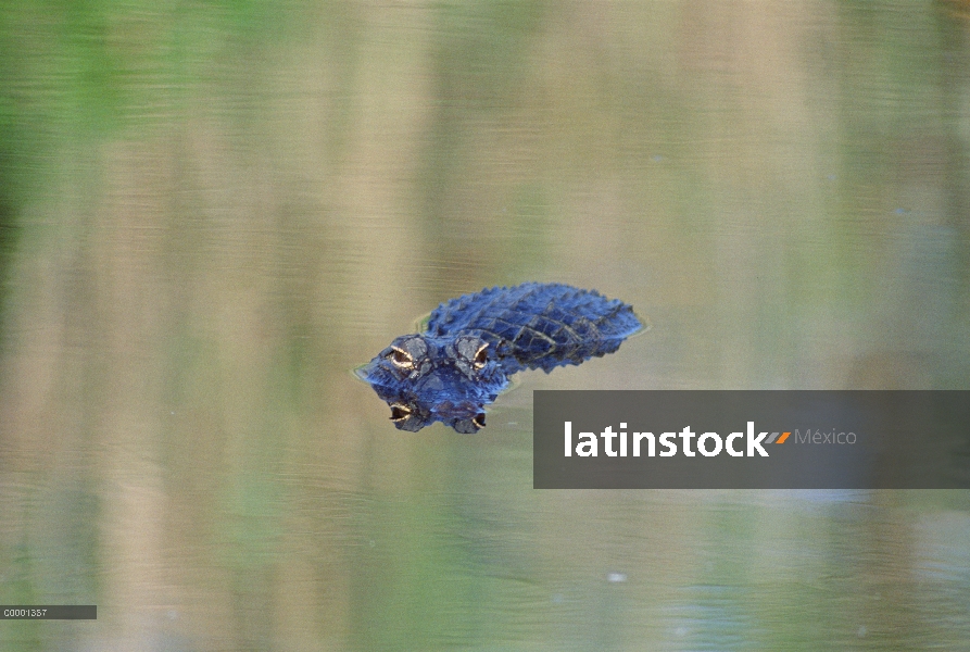 Aligátor Americano (Alligator mississippiensis) sumergido, Sanibel Island, Florida