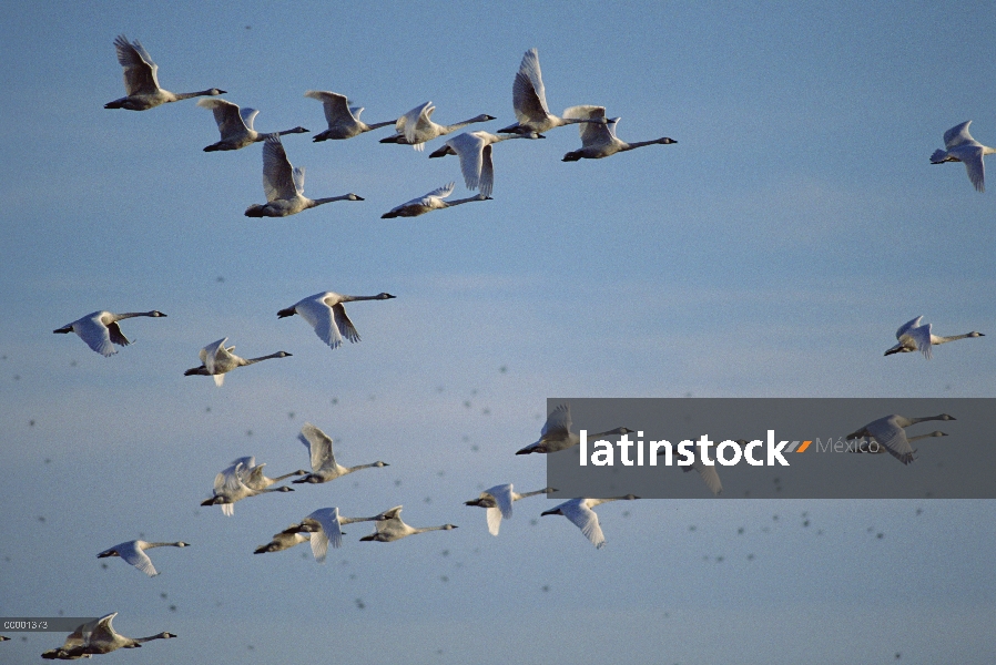 Tundra Swan (Cygnus columbianus) bandada volando, Mattamuskeet Reserva Nacional de vida silvestre, C