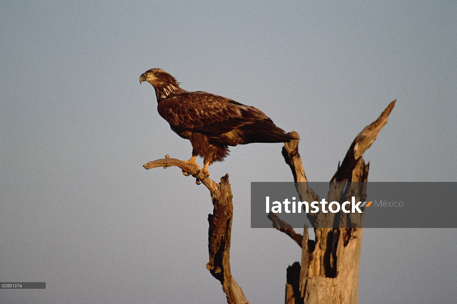 Águila calva (Haliaeetus leucocephalus) juvenil percha en snag, Carolina del norte