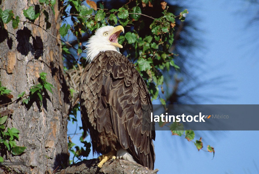 Águila calva (Haliaeetus leucocephalus) llamar, Marcos Island, Florida