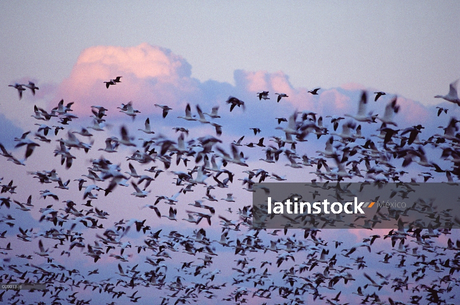 Ganso de la nieve (Chen caerulescens) bandada volando, Mattamuskeet Reserva Nacional de vida silvest