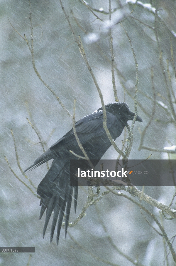 Cuervo común (Corvus corax) en tormenta de nieve, Minnesota