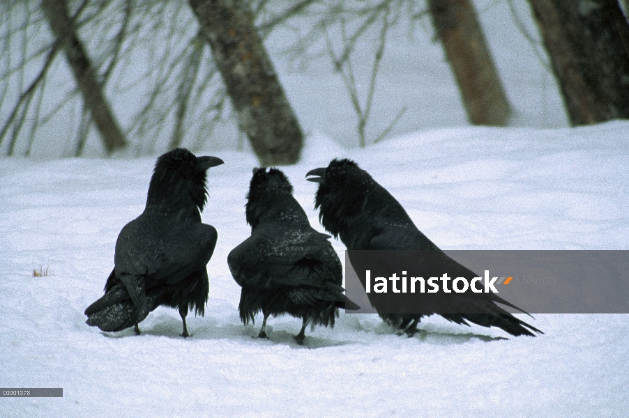 Trío de cuervo (Corvus corax) común en nieve, Northwoods, Minnesota