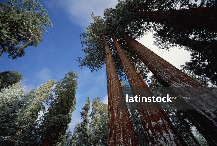 Árboles de Secuoya gigante (Sequoiadendron giganteum) con polvo de nieve, Parque Nacional Cañón, Cal