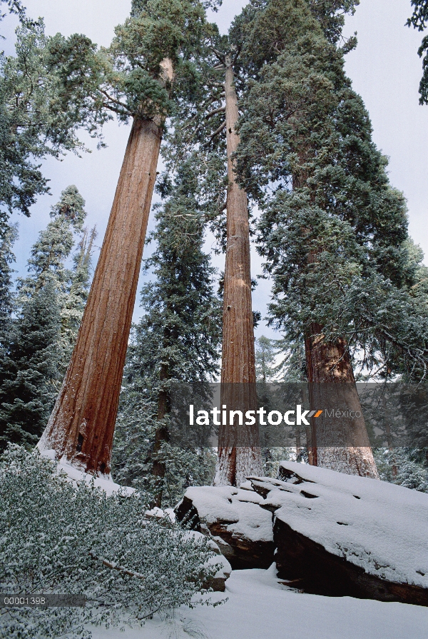 Árboles de Secuoya gigante (Sequoiadendron giganteum) con reciente polvoreda de la nieve, Parque Nac