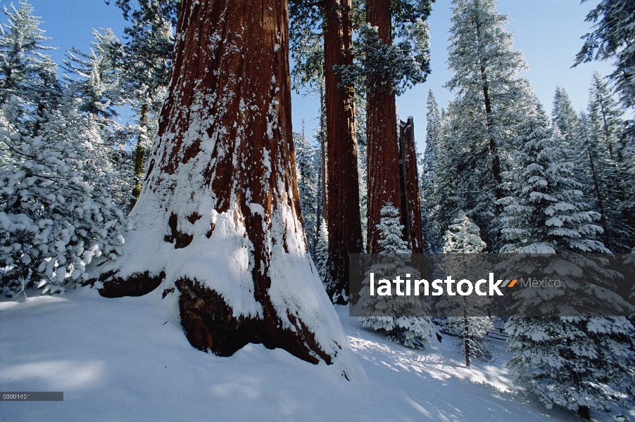 Árboles de Secuoya gigante (Sequoiadendron giganteum) en la nieve, Parque Nacional Cañón, California