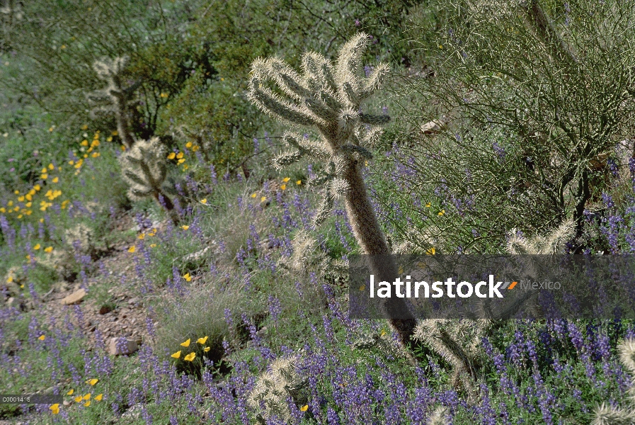 Teddy Bear Cholla (Cylindropuntia bigelovii) y amapolas, Monumento Nacional de órgano de tubo, Arizo