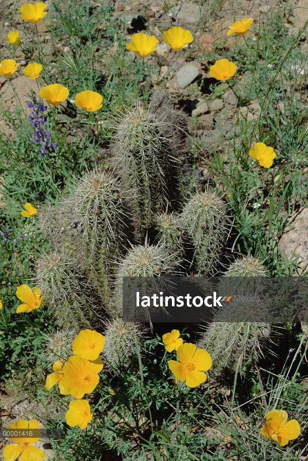 Cactus erizo (Echinocereus engelmannii) y amapola de oro mexicana (Eschscholzia glyptosperma), órgan