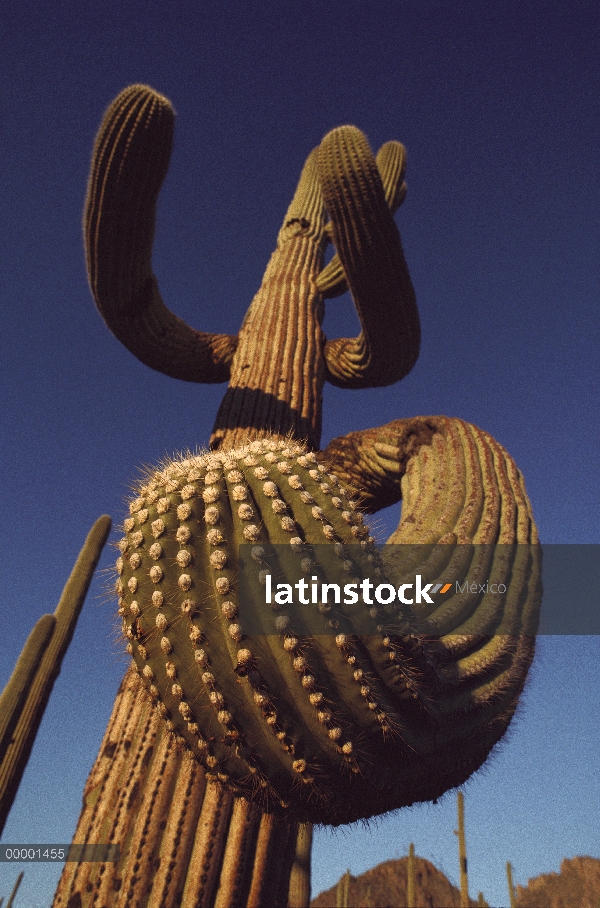 Cactus Saguaro (Carnegiea gigantea), Arizona