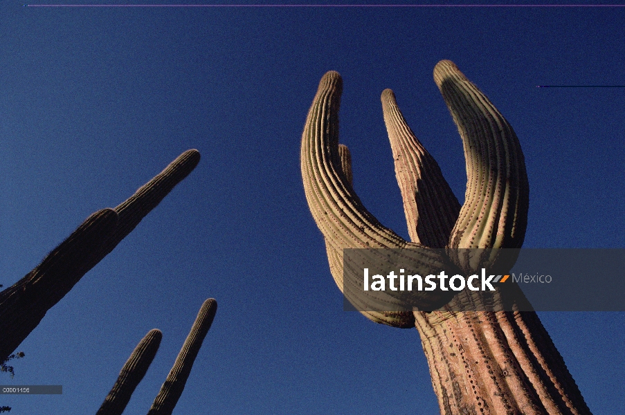 Cactus Saguaro (Carnegiea gigantea), órgano de la pipa Cactus monumento nacional, Arizona