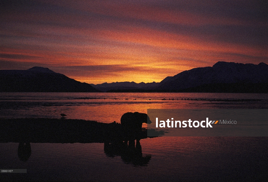 Oso Grizzly (Ursus arctos horribilis) recorta en lakeside, Alaska