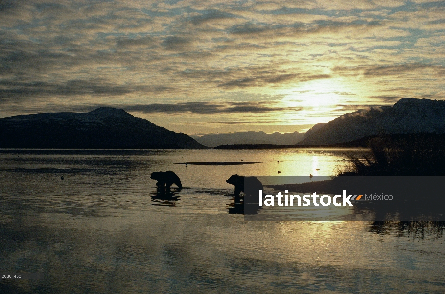 Oso Grizzly (Ursus arctos horribilis) par silueta al borde del agua, Alaska