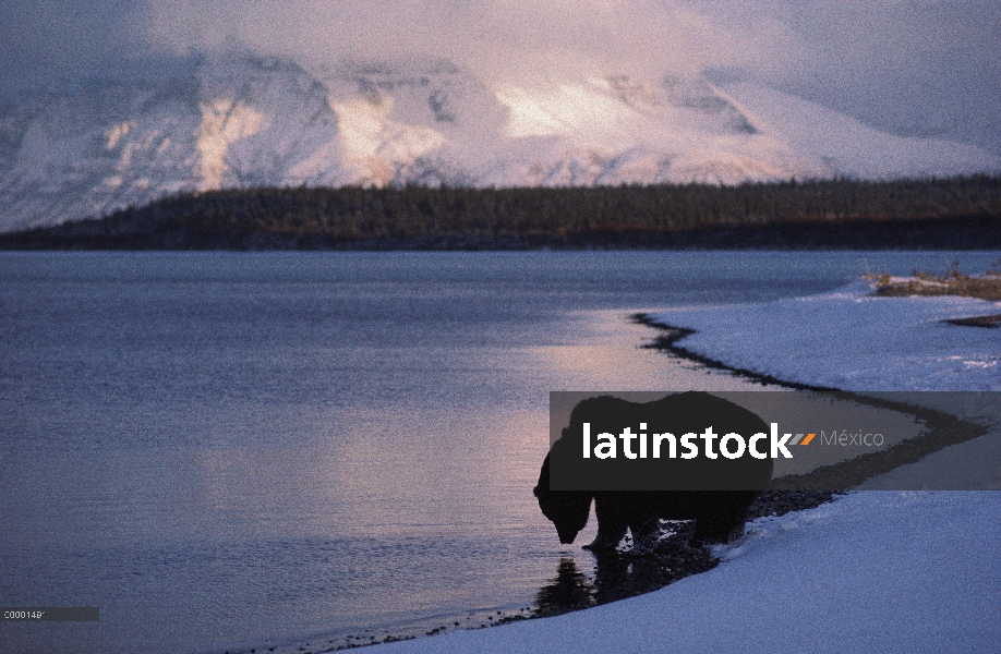 Oso Grizzly (Ursus arctos horribilis) bebiendo en la orilla, Alaska