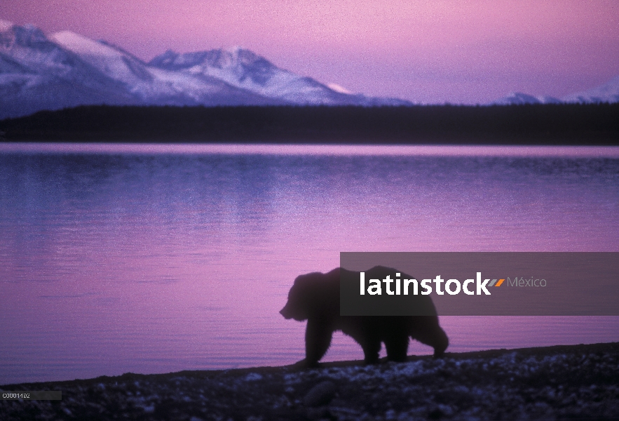 Oso Grizzly (Ursus arctos horribilis) Silueta al borde del agua al atardecer, Alaska