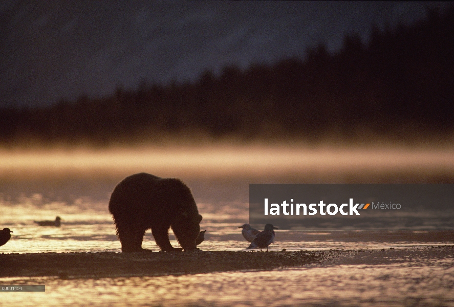Oso Grizzly (Ursus arctos horribilis) recorta a lo largo de la línea de agua con Gaviota, Alaska