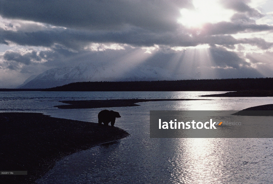 Oso Grizzly (Ursus arctos horribilis) en el borde de las aguas con el sol atravesando las nubes, Ala