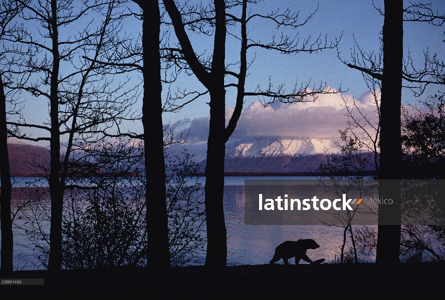 Oso Grizzly (Ursus arctos horribilis) recorta a lo largo de lago al atardecer, Alaska