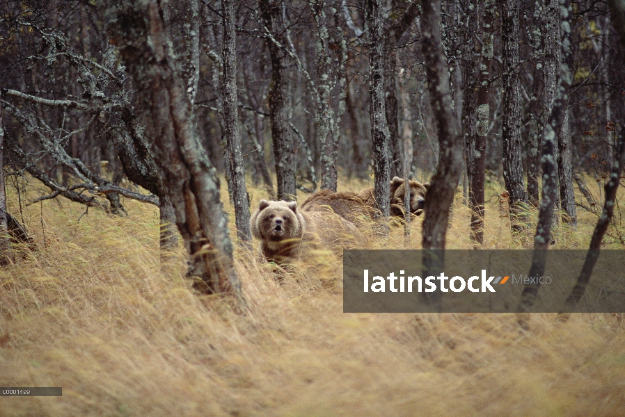 Par de oso pardo (Ursus arctos horribilis) entre árboles, Alaska