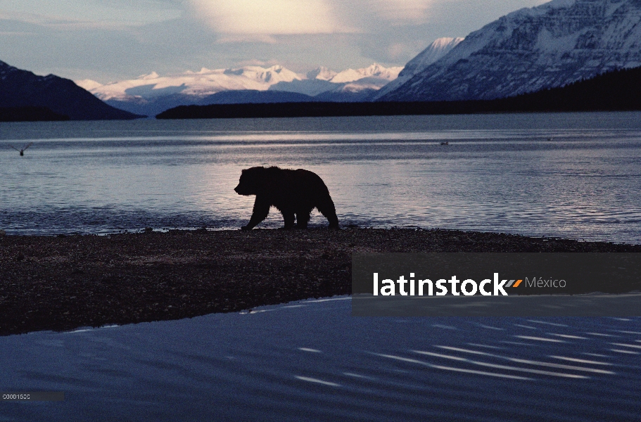 Oso Grizzly (Ursus arctos horribilis) caminando por la orilla, Alaska