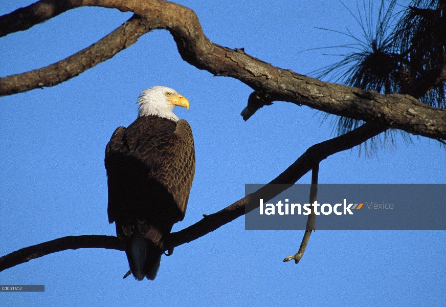 Águila calva (Haliaeetus leucocephalus) en árbol, de Marcos Island, Florida