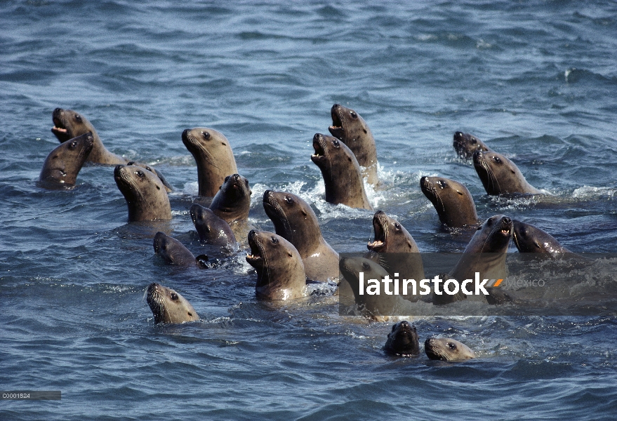 León de mar de Steller (Jubatus de Eumetopias) grupo natación, Alaska