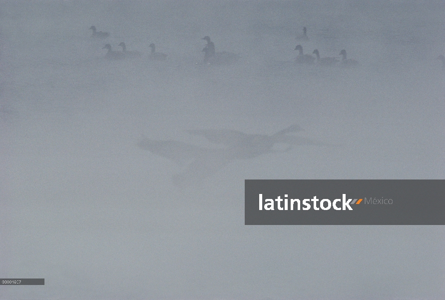 Barnacla Canadiense (Branta canadensis) par tomar vuelo en niebla, América del norte