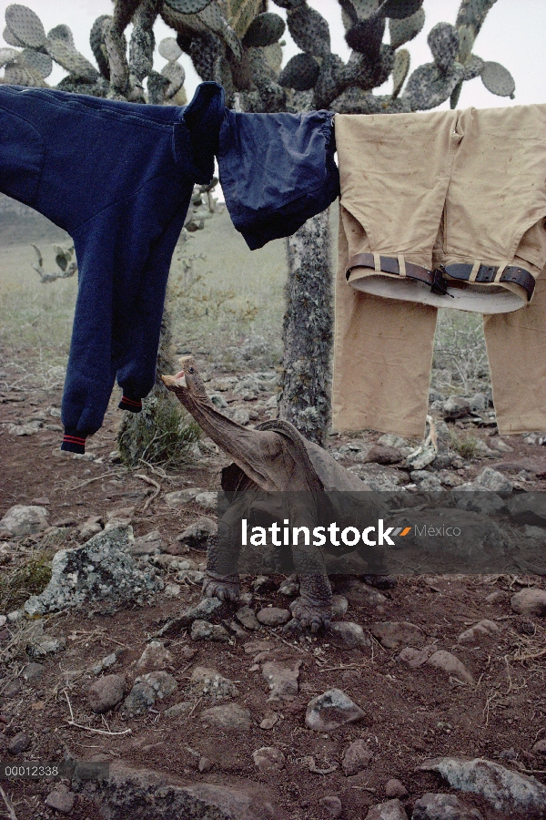 Tortuga gigante de Galápagos (Chelonoidis nigra) en campamento tratando de morder la ropa.